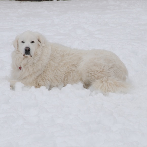 Meet your Posher, - Picture 10 of 16